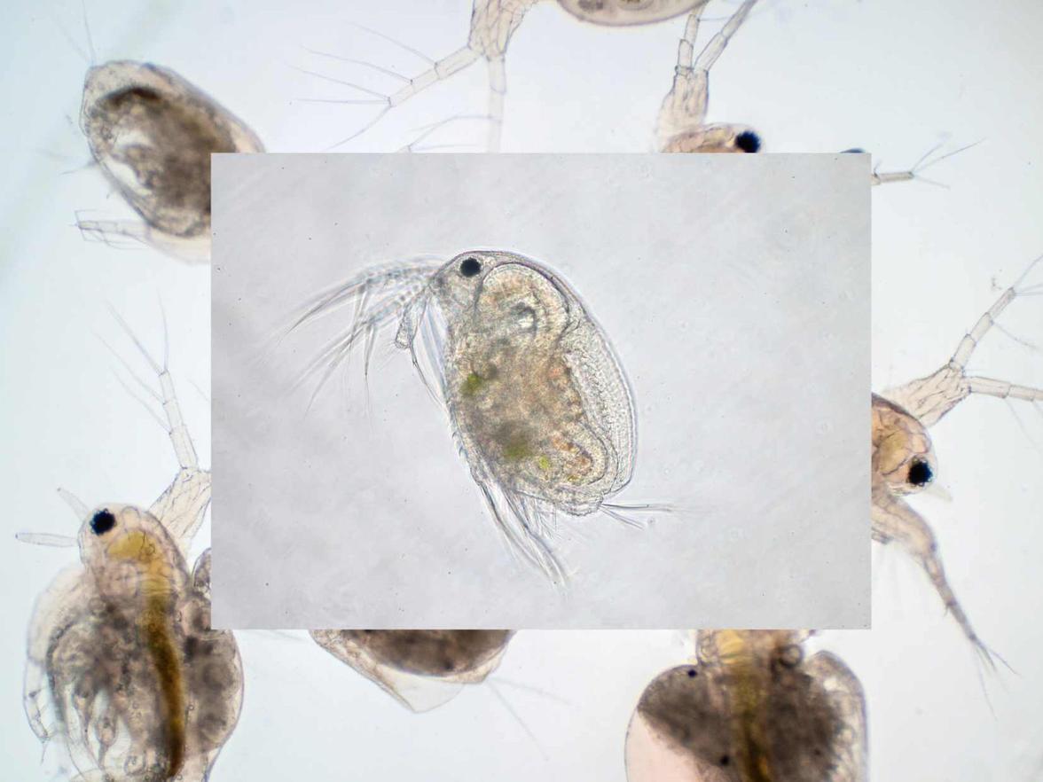 Anleitung zur Zucht von Daphnia magna