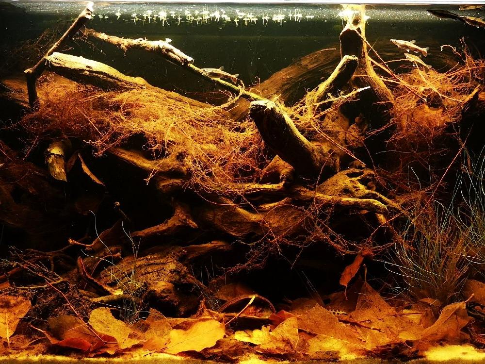 Rio Negro 