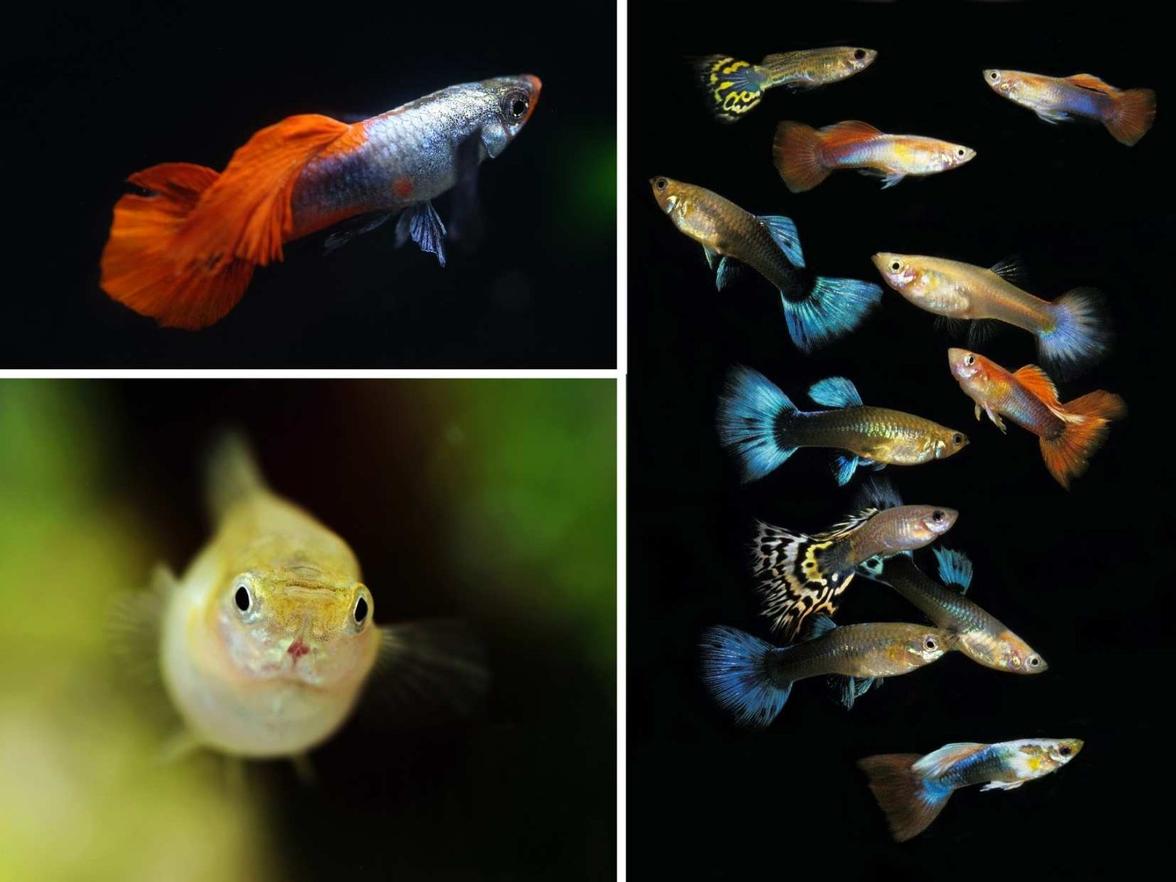 EXOAQUA 2025 - grand aquarien show: AQUARIO & spol. n.o. Organizuje Výstavu Akvarijních Ryb s Přísný