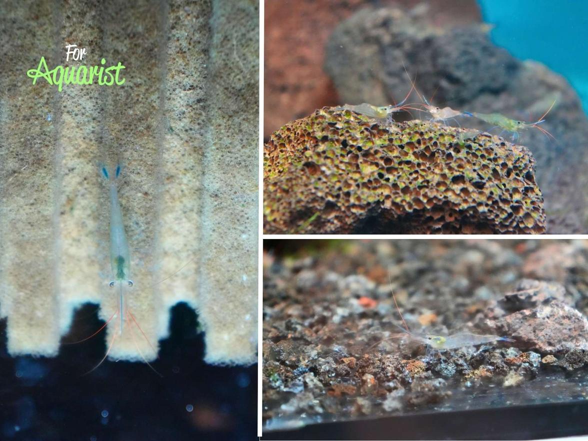 Caridina Careuza Blue leg Poso