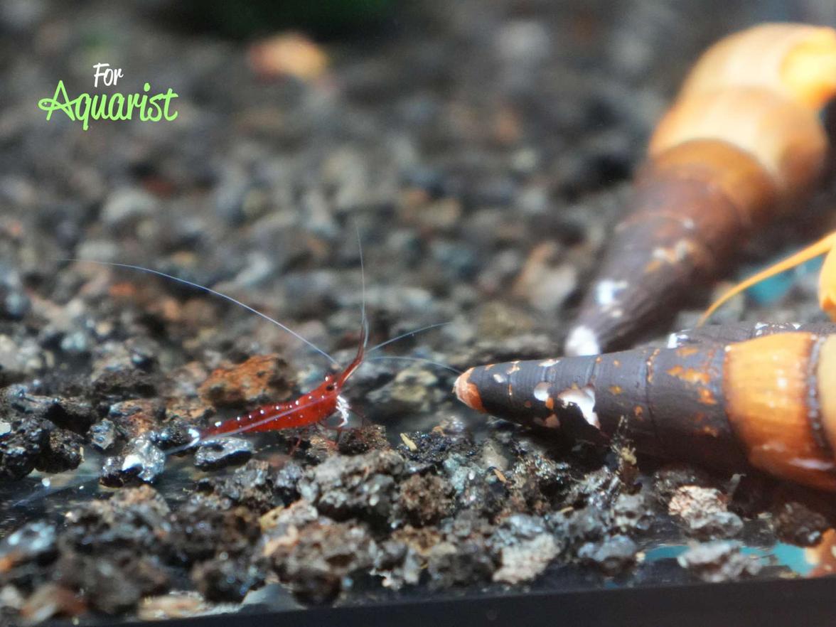 Caridina dennerli