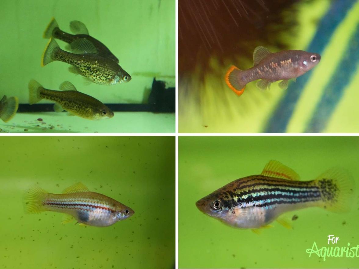 Chapalichthys pardalis, Zoogeneticus tequila, Xiphophorus montezumae, Xiphophorus Helleri Yucatan II