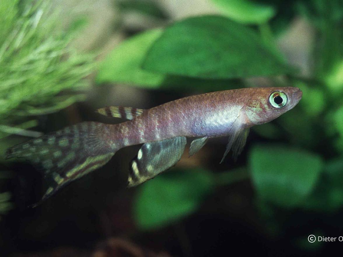 Pokud se samce a samice Aphyolebias peruensis oddělí na příliš dlouhou dobu, samice vyžene svá vejce.