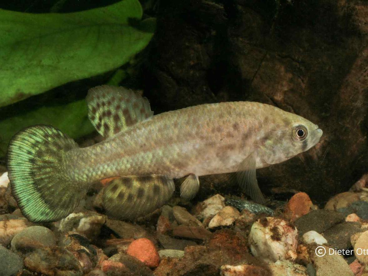 Austrofundulus guajira COL 2006 jsou velmi silní jedlíci.