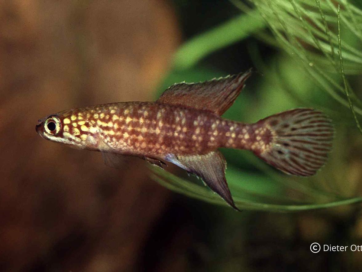 Druh s vnitřním oplodněním: Campellolebias dorsimaculatus.