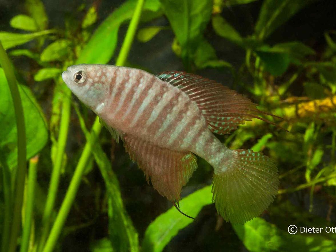 Skupina druhů Hypsolebias antenori vyžaduje vyšší inkubační teploty.