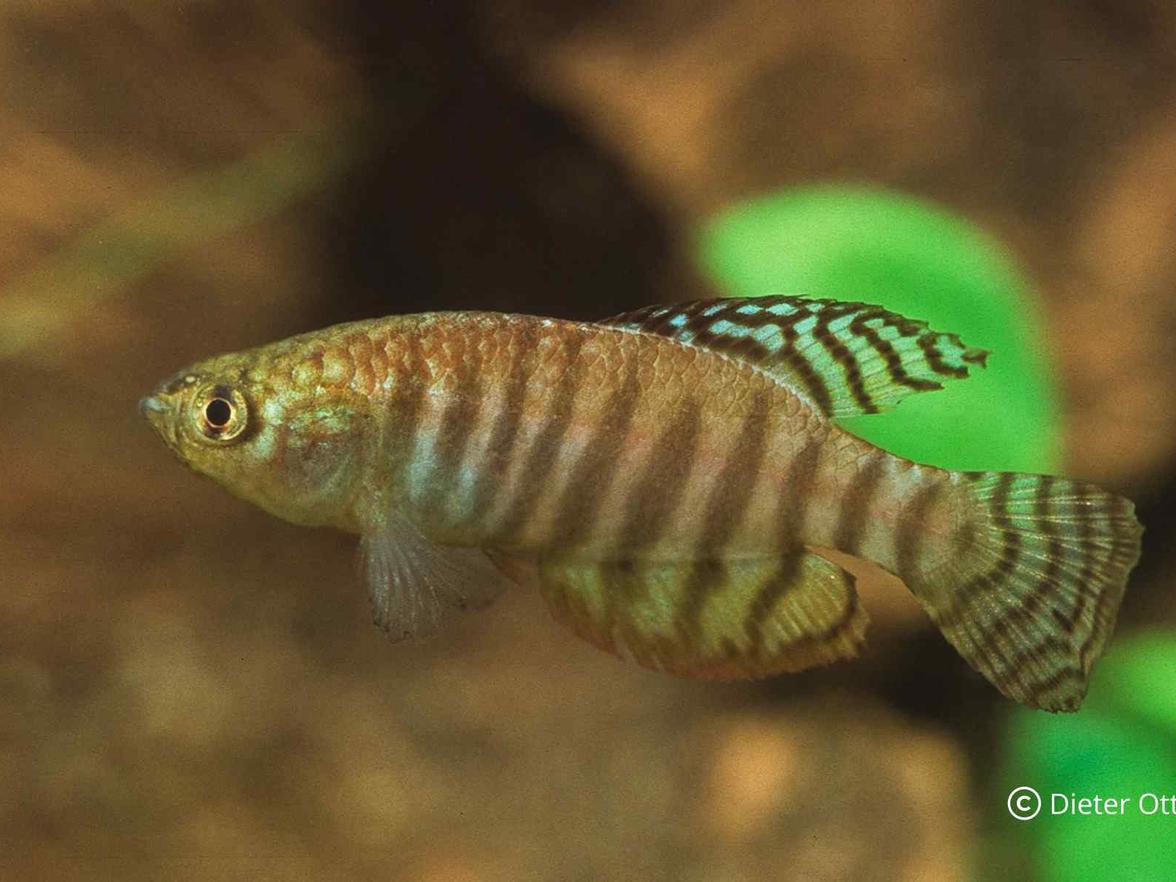 Hypsolebias alternatus