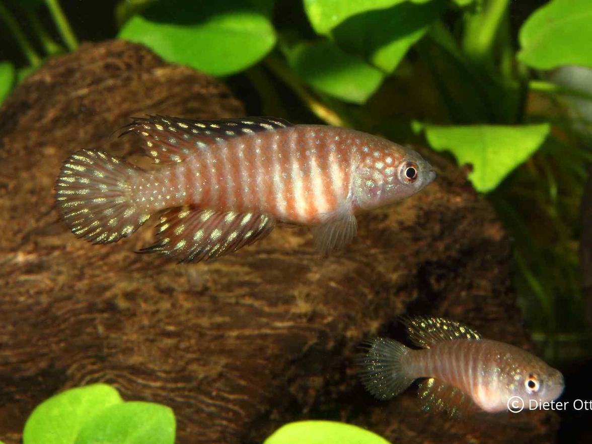 Samice ze skupiny Hypsolebias notatus následují samce podle výzkumů Belote & Costa (2002) až poté, co se již ponořili.