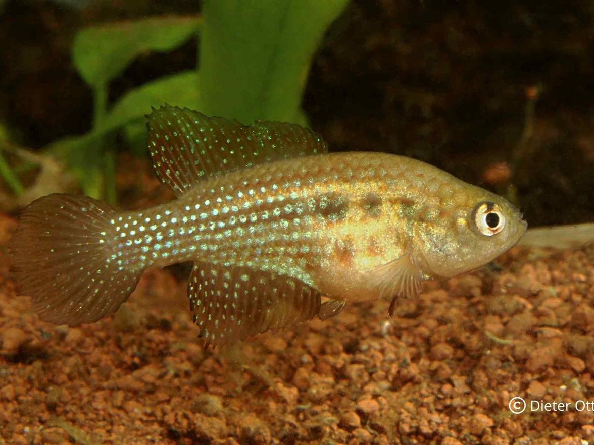 Hypsolebias trilineatus brasilandia