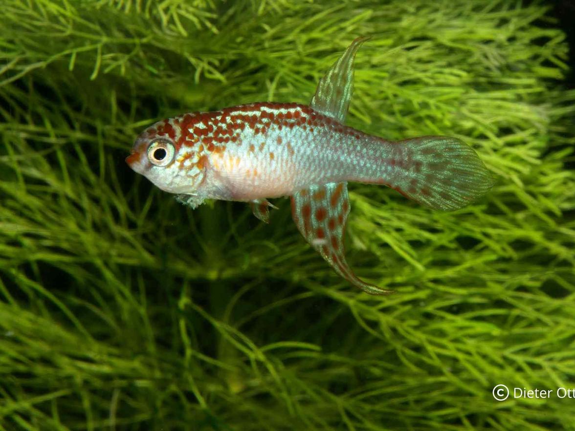 U Maratecoara splendida postačuje mělká miska s substrátem, protože se nezanořují do podloží.