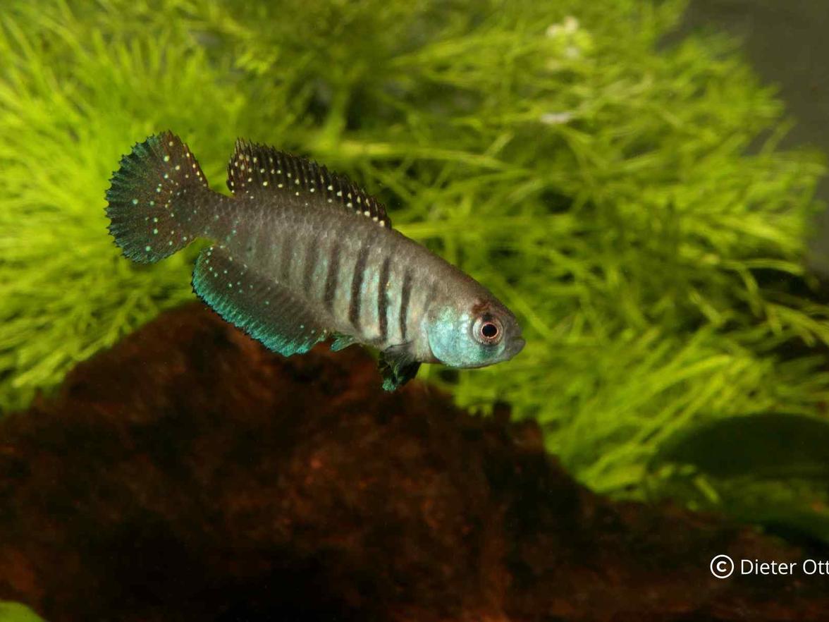 Chov Matilebias alexandri Taia z příbuzenstva Argolebias nigripinnis není obtížný.