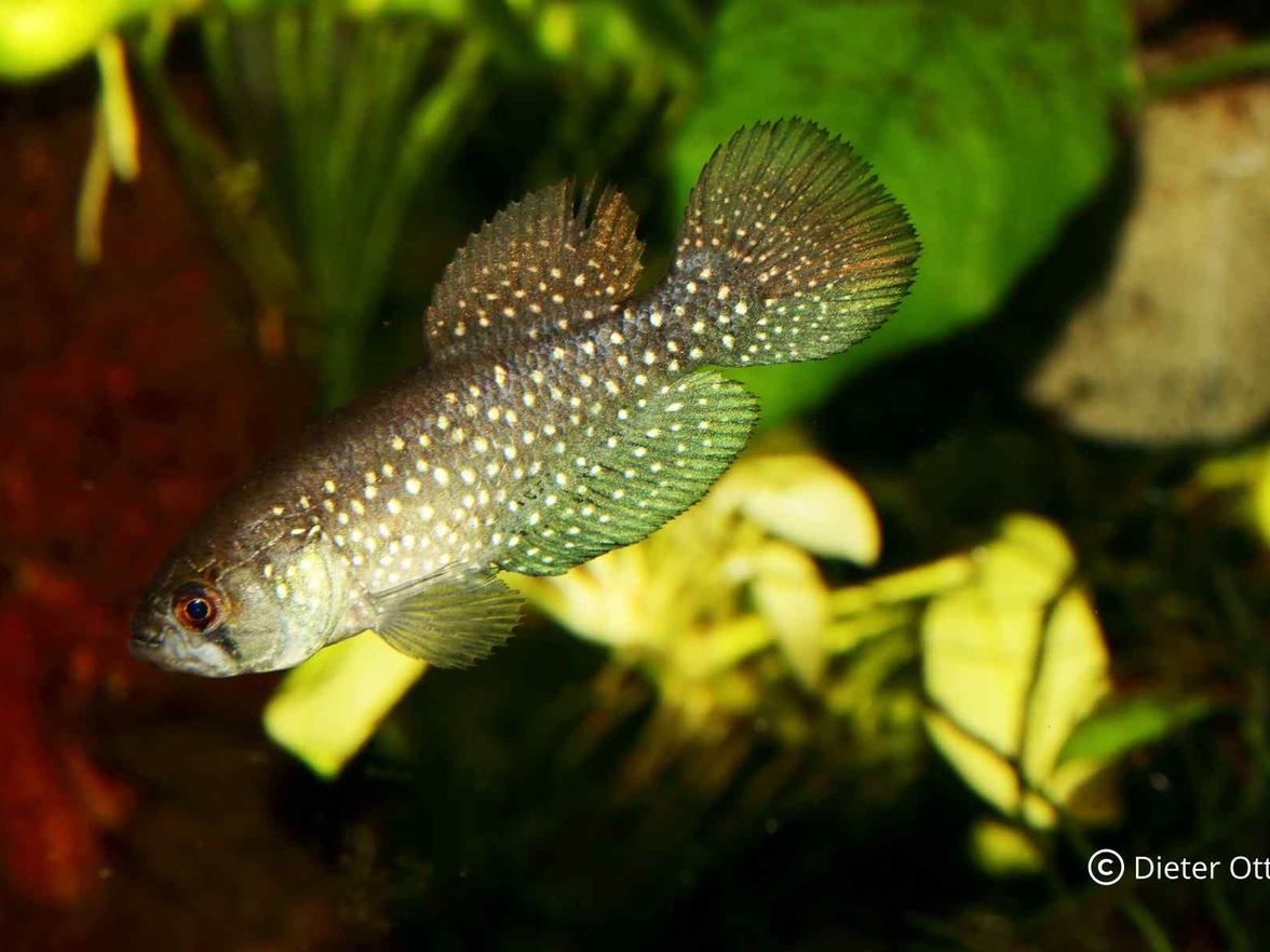 Megalebias wolterstorffi (hier ein Tier von Porto Alegre) je nyní ve svém přirozeném výskytu ohrožen.