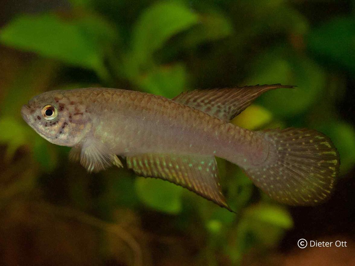 Nematolebias whitei BSY 95/03 překonává v produktivitě každého guppyho.