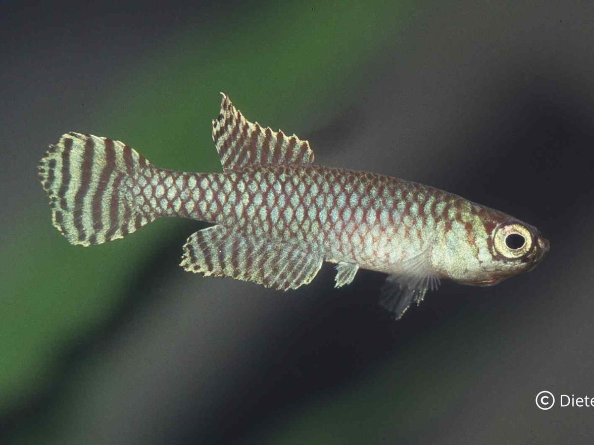 Nachází se ve státě Rio de Janeiro: Notholebias minimus Seropédica.