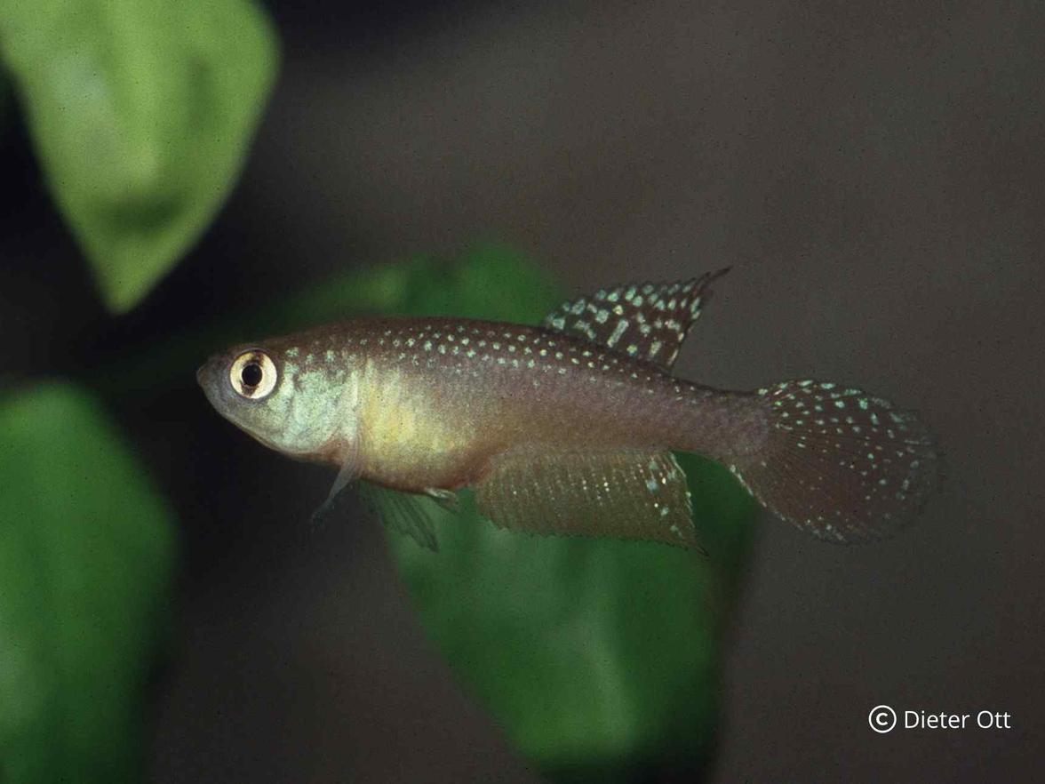 Opthalmolebias bokermani CEPLAC se v hobby stal vzácným.