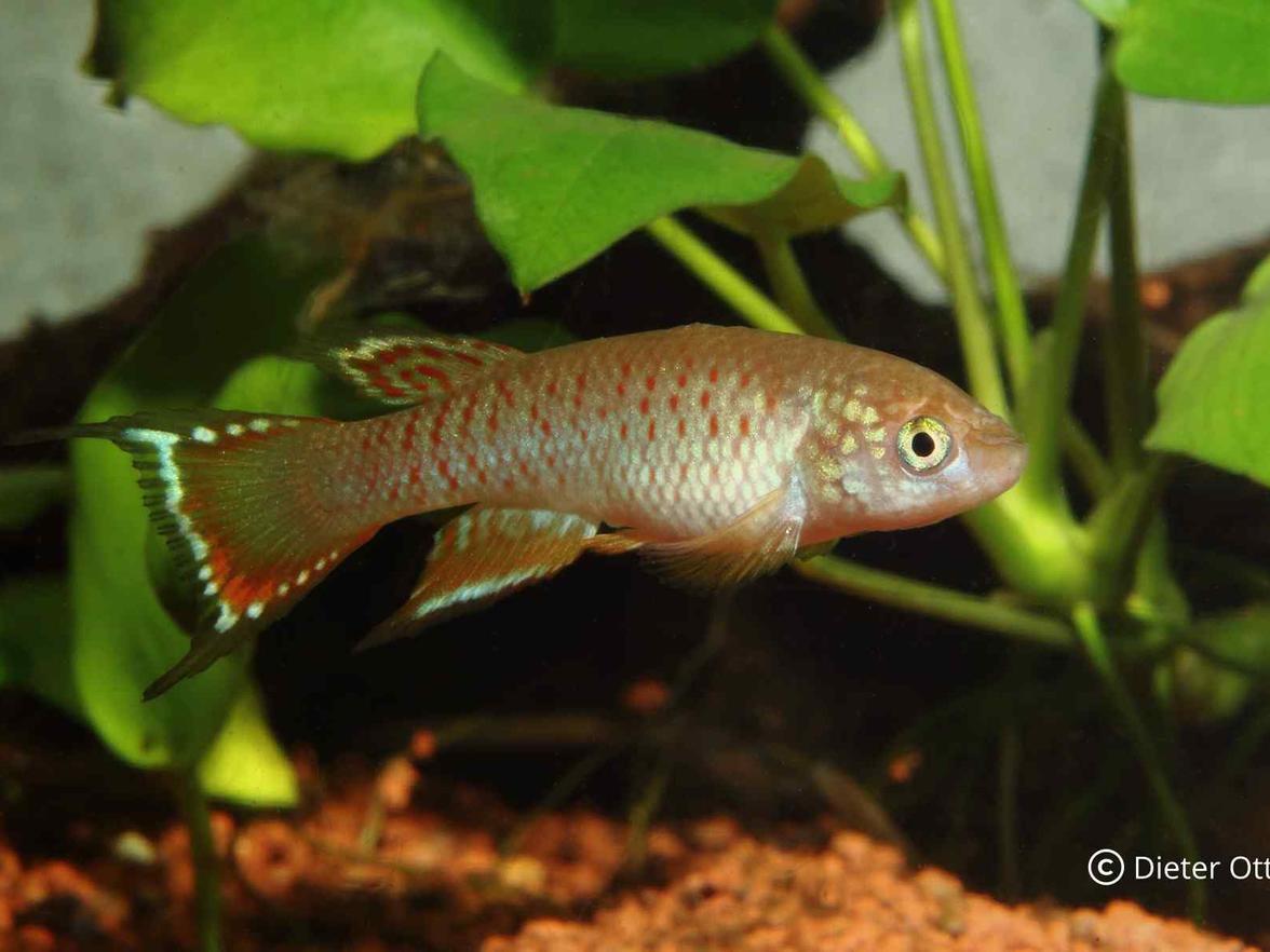 Rachovia sp. „Monteria“ potřebuje při 25 °C šest týdnů do vylíhnutí.
