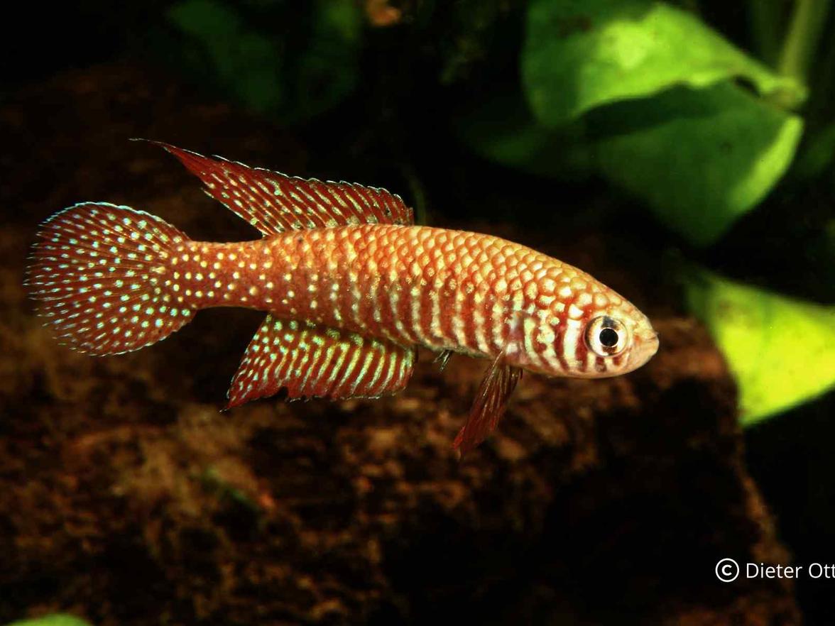 Simpsonichthys punctulatus