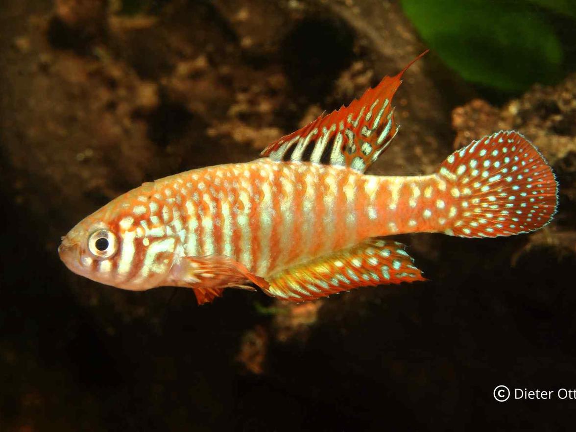 Simpsonichtys zonatus patří k žádaným druhům.