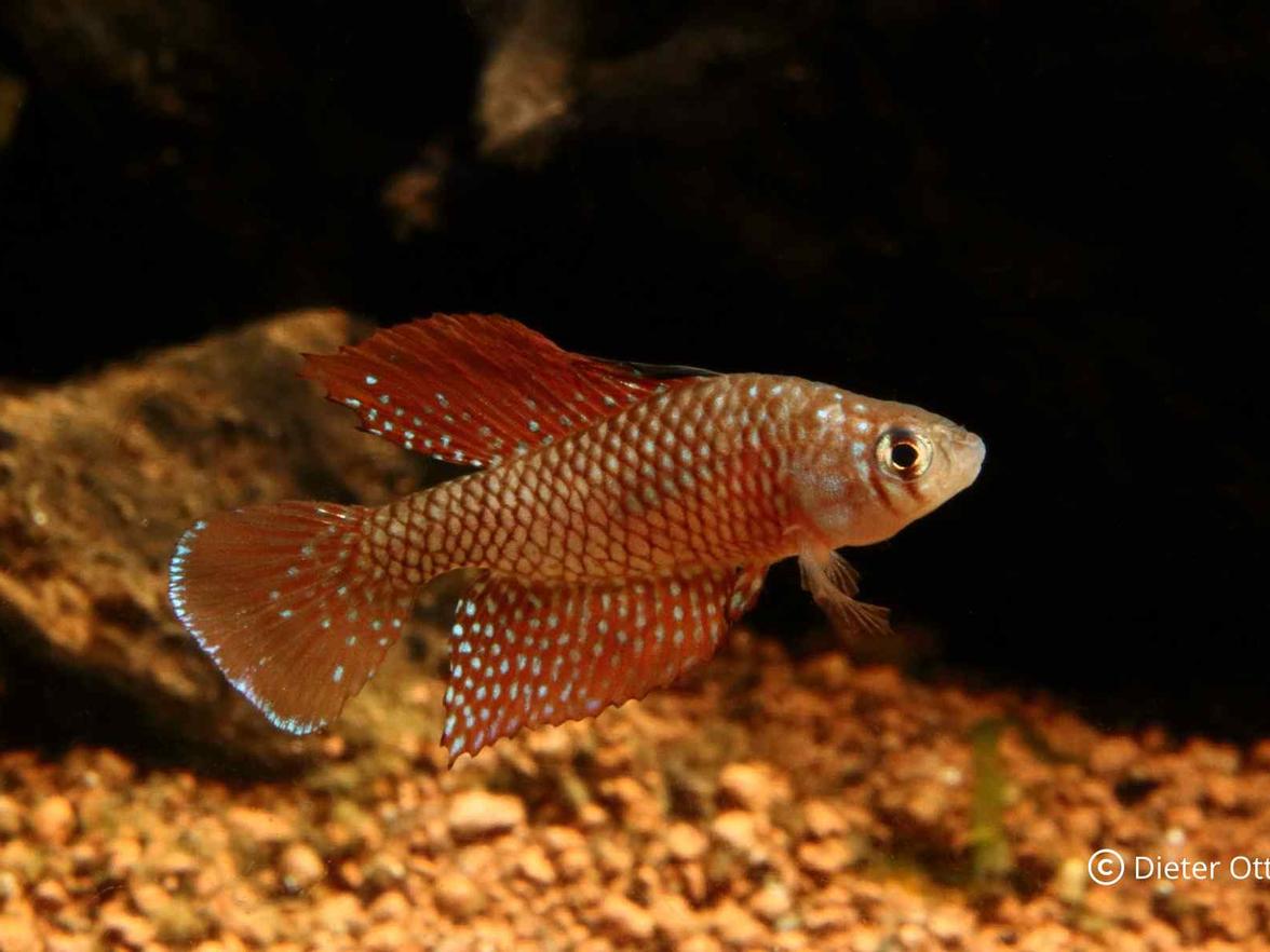 Spectrolebias reticulatus