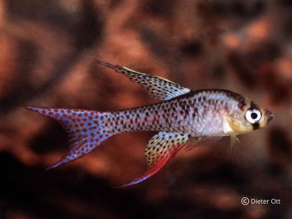 U druhu Terranatos dolichopterus jsou inkubační teploty kolem a nad 25°C příznivé.