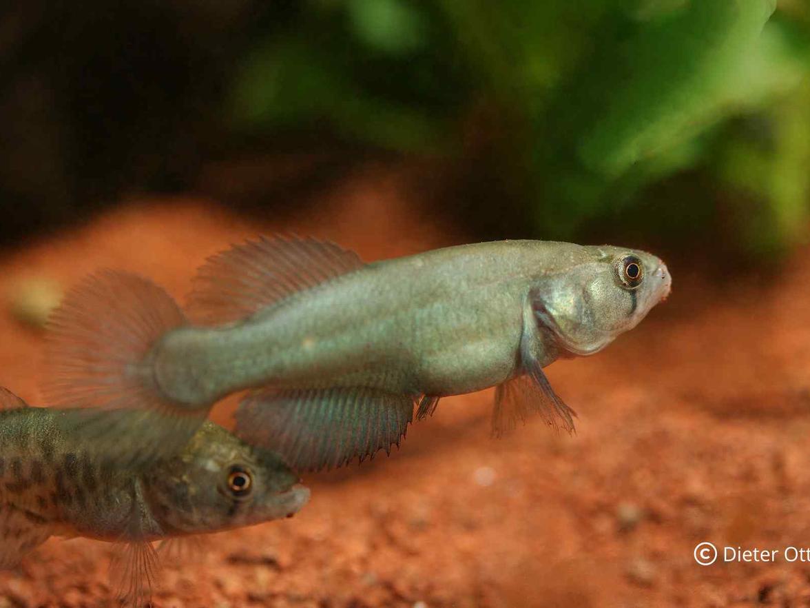 U druhu Titanolebias elongatus mohou být dešťovky vítanou potravou.