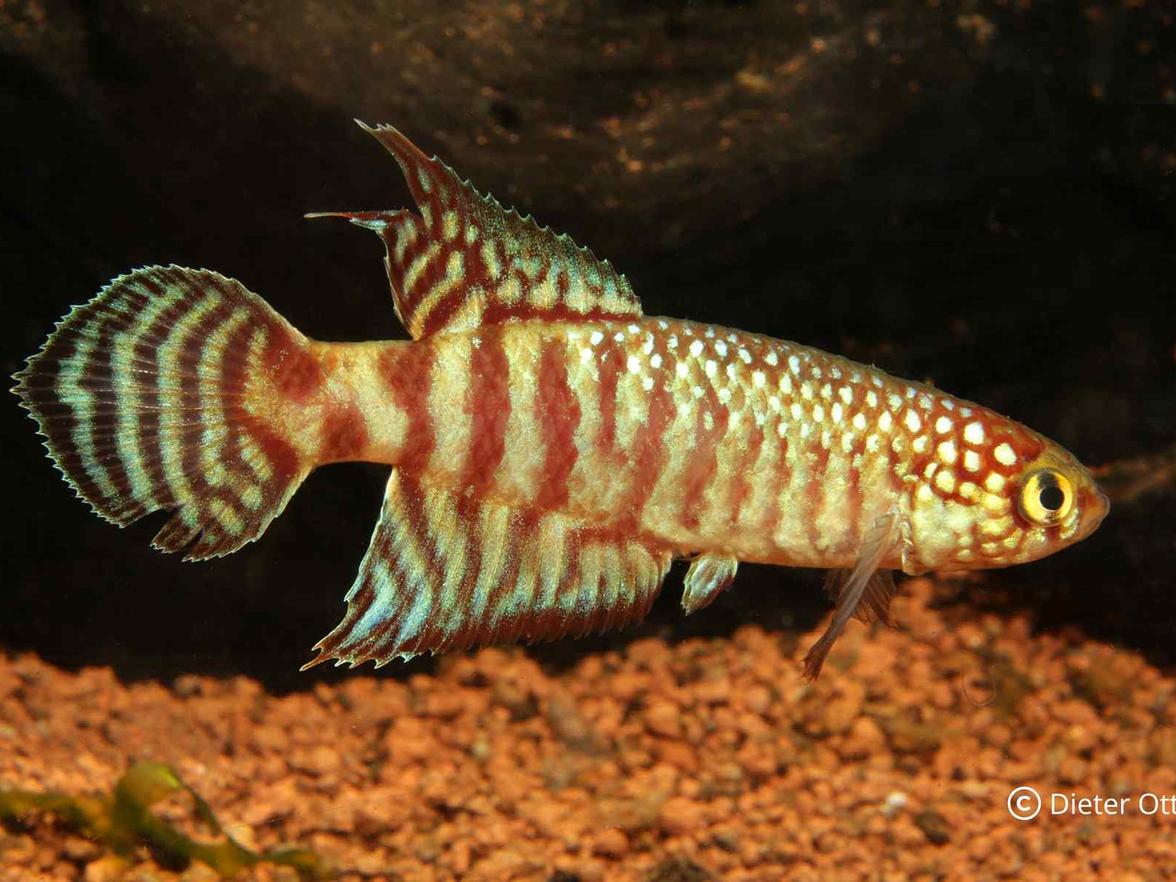 Během imponování druhy Xenolebias pataxo zvedají nepárové ploutve.