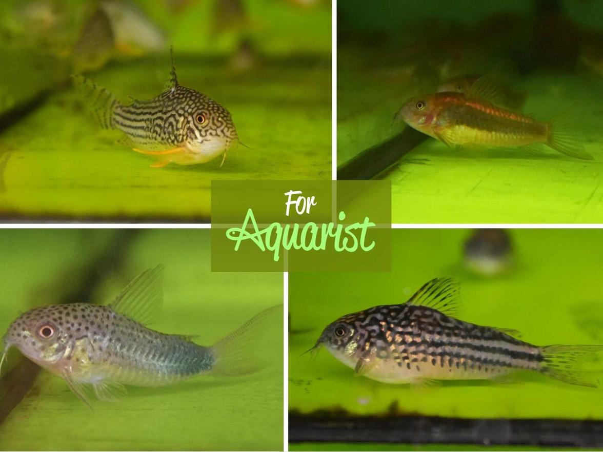 Corydoras sterbai, Corydoras CW013 - Red stripe,  Corydoras similis, Corydoras napoensis