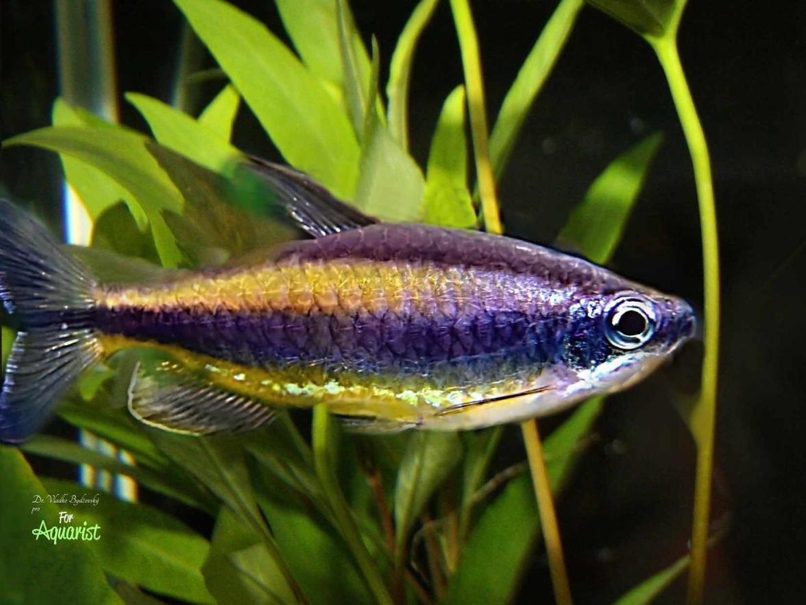7.	Phenacogrammus auranthicus jsou u nás velice vzácné.