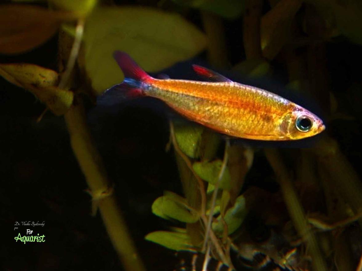 8.	Phenacogrammus deheyni jsou v Evropě výjimečné