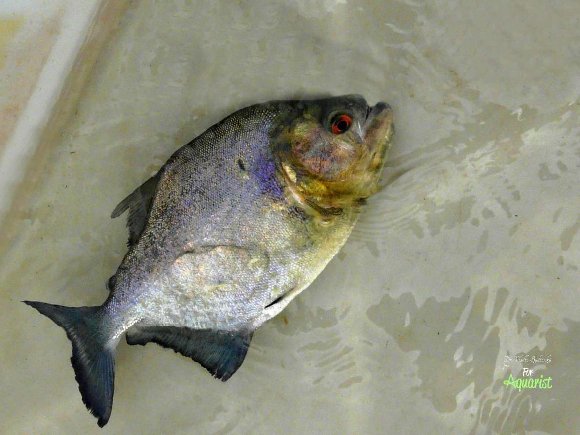 Černé piraně jsou v černých vodách Rio Negro nad Manaus hojně loveny.