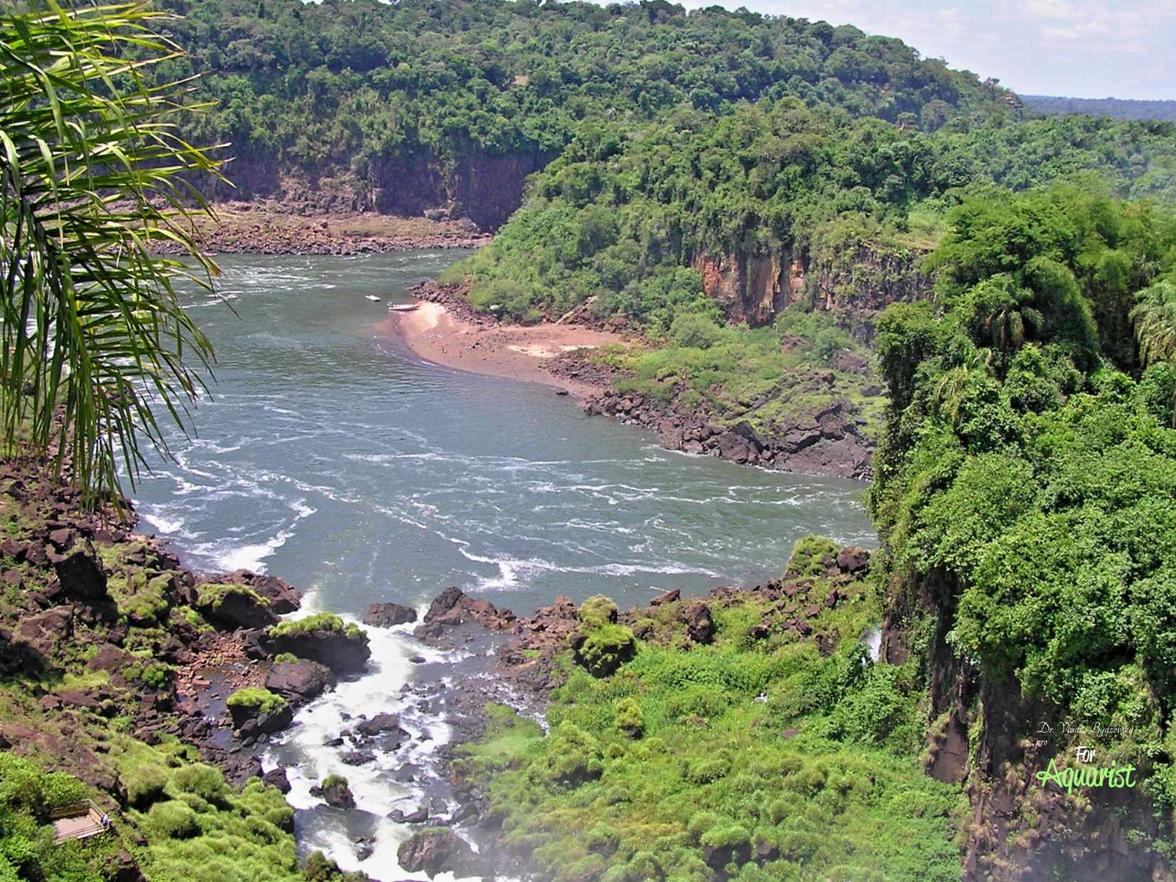 Čiré vody mívají pH 4,5-7,8 s viditelností 1-4,5 m. Nejznámější jsou Tapajós, Tocantins a Xingú.