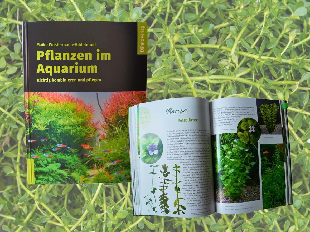 Entdecken Sie das Geheimnis eines florierenden Aquariums: Das Buch von Maike Wilstermann-Hildebrand als Ihr Führer in die Welt der Wasserpflanzen