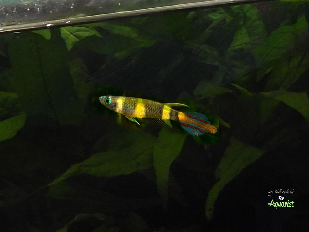 Pseudoepiplatys annulatus