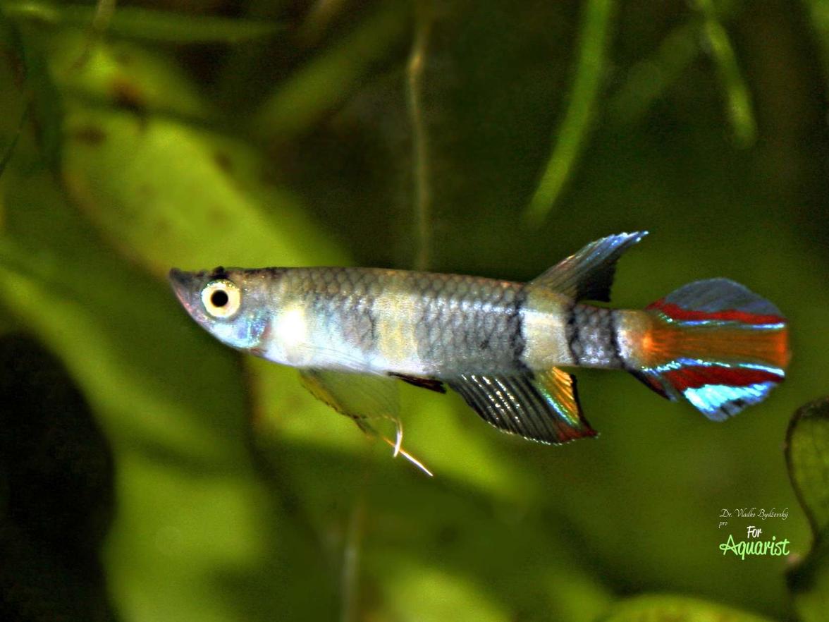 Pseudoepiplatys annulatus