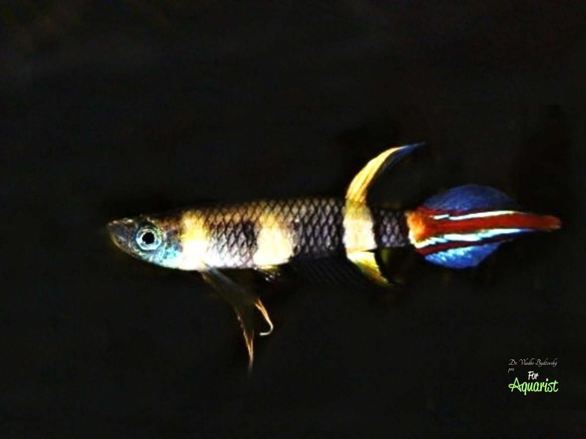 Pseudoepiplatys annulatus