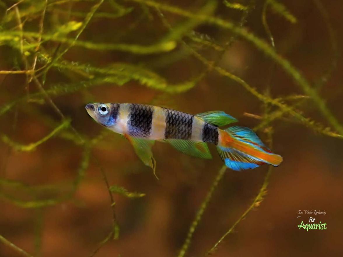 Pseudoepiplatys annulatus