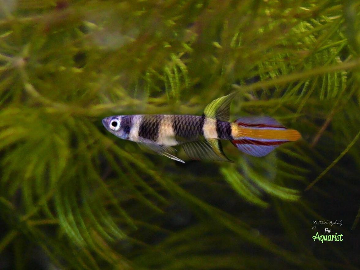Pseudoepiplatys annulatus