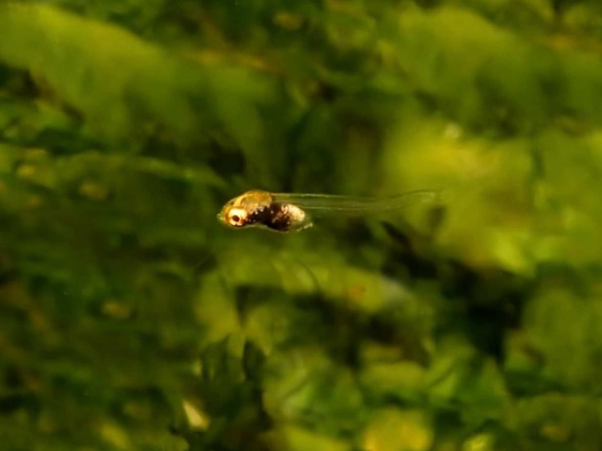 Pseudoepiplatys annulatus - 7-dniowy samiec.