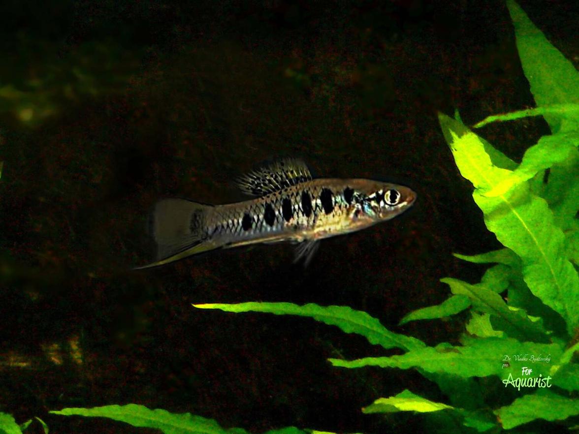 Xiphophorus malinche został nazwany na cześć rdzennej Indianki La Malinche, która odegrała ważną rolę w podboju Imperium Azteków.