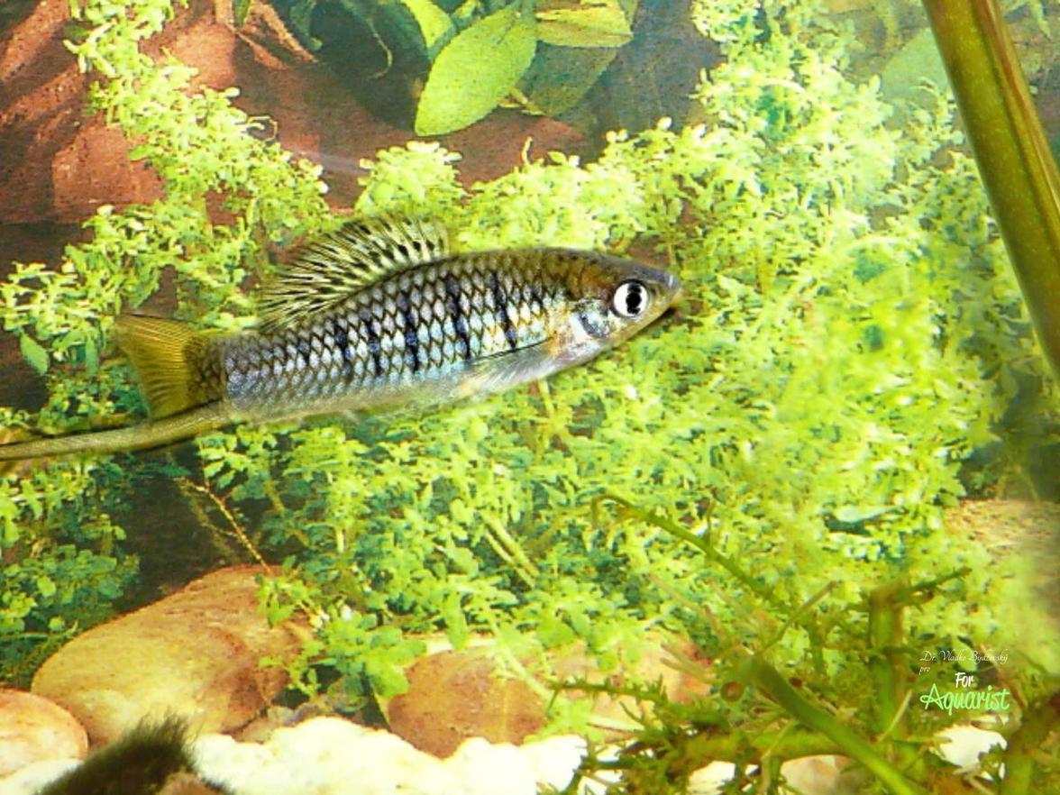 Xiphophorus nezahualcoyotl został nazwany na cześć gminy w Meksyku. Jest podobny do innych mieczyków, możliwy również w akwarium gatunkowym z dużą ilością roślin, karmą startową zarówno żywą, jak i dekapsułowaną nauplii artemii, sztucznym drobnym pokarmem.
