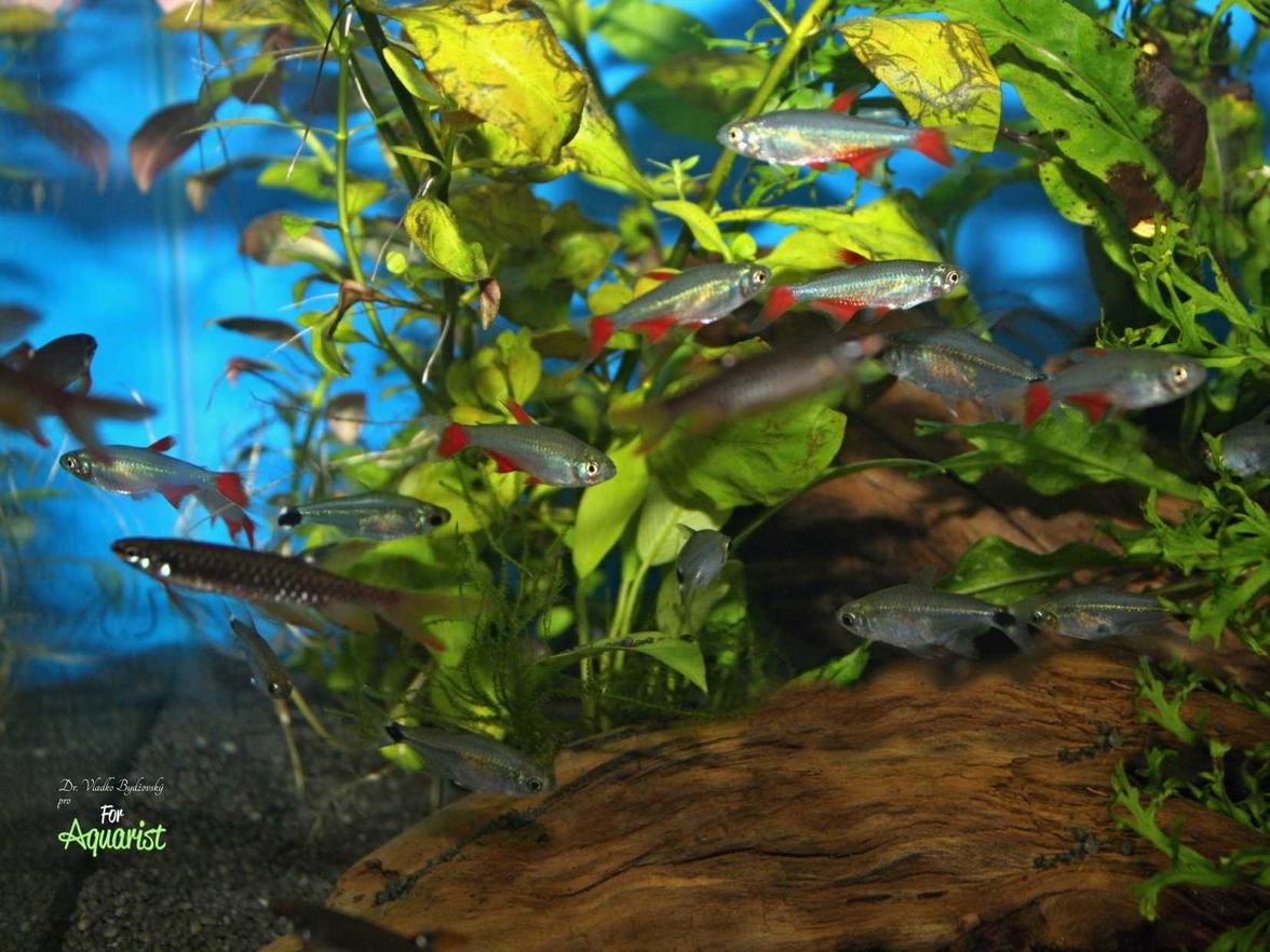 Jedną z rzadziej spotykanych opcji jest hodowanie tetr zroszonych w akwariach towarzyskich, tu nawet z tetrami srebrnoprzepaskowymi (Aphyocharaxanisiitsi) i tetrami tryskającymi (Copellaarnoldi).