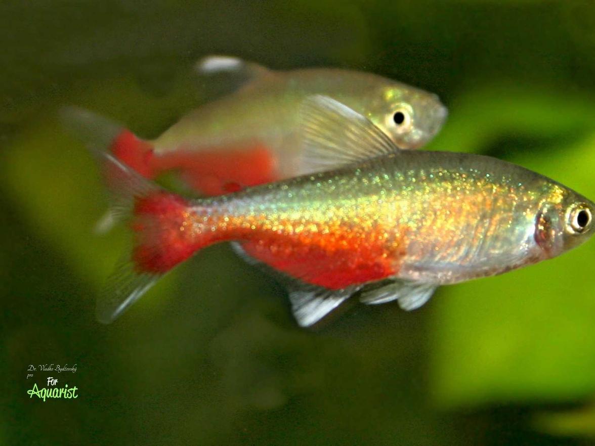 Tetra Rathbuna (Aphyocharaxrathbuni) jest prawdopodobnie najtrudniejszą w hodowli tetrą z rodzaju Aphyocharax.