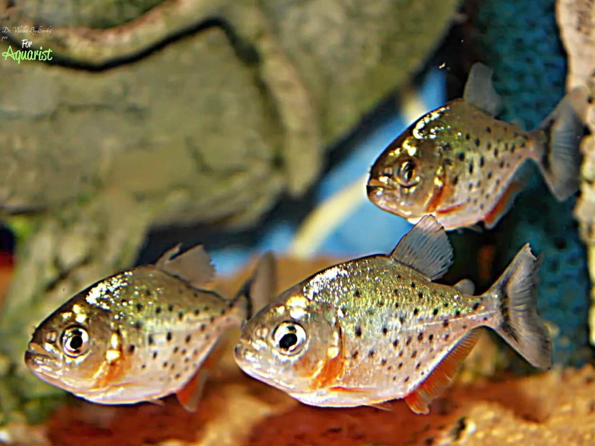 Podle tohoto vybarvení by akvarista obtížně hádal vybarvení dospělců.