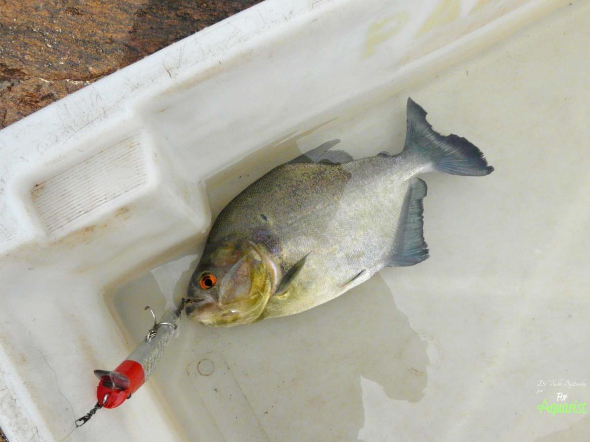 Piraně si můžete chytit i docela jednoduše do běžné sítě.