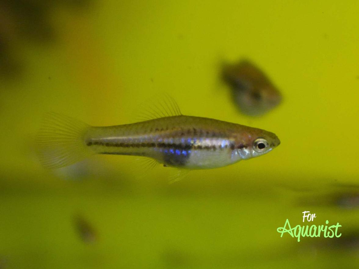 Xiphophorus pygmaeus