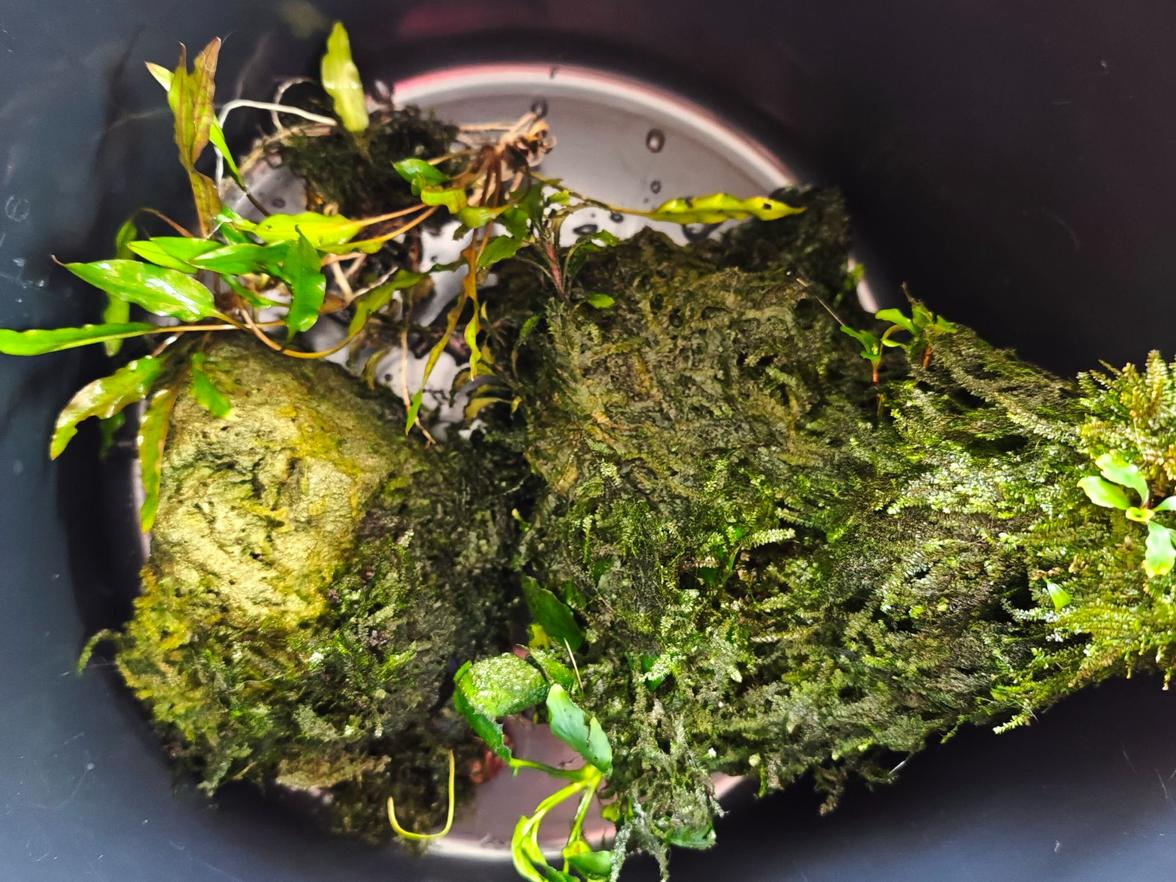 akvarijní rostliny 