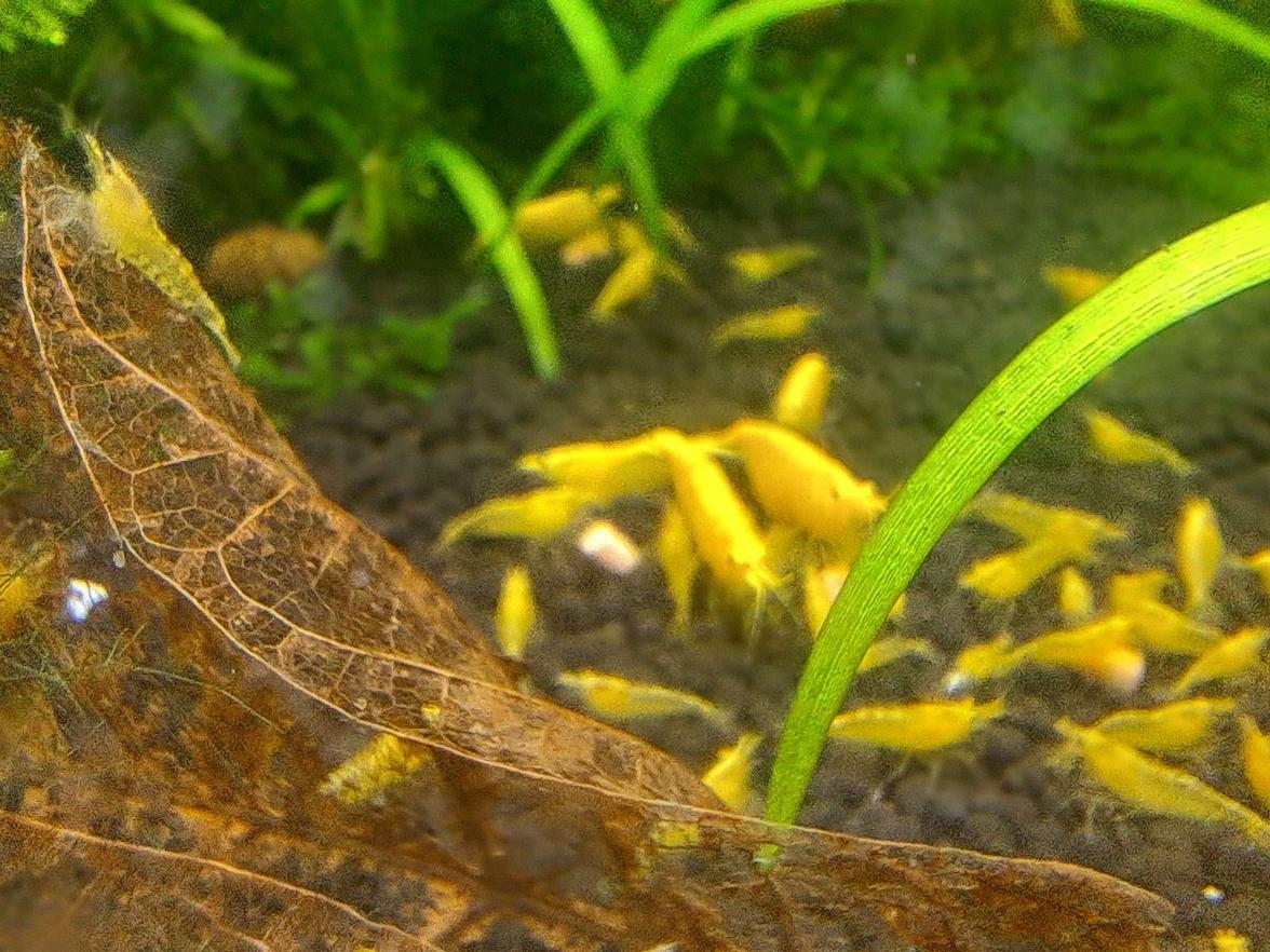 neocardina yellow neon 