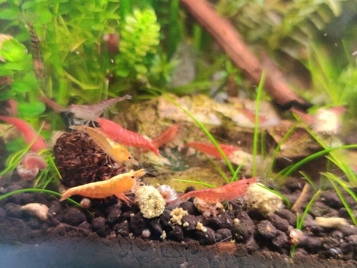 Neocaridina mix