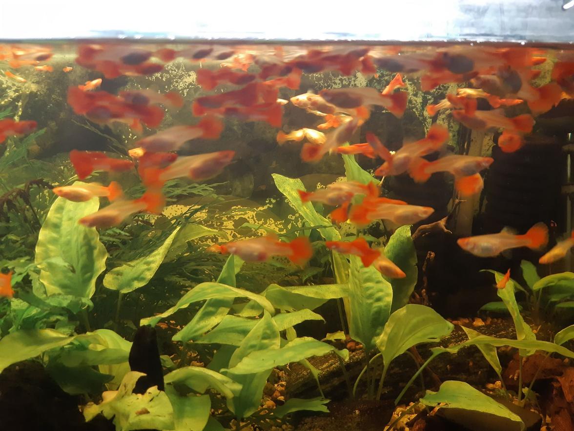 Paví Oka var. Koi 