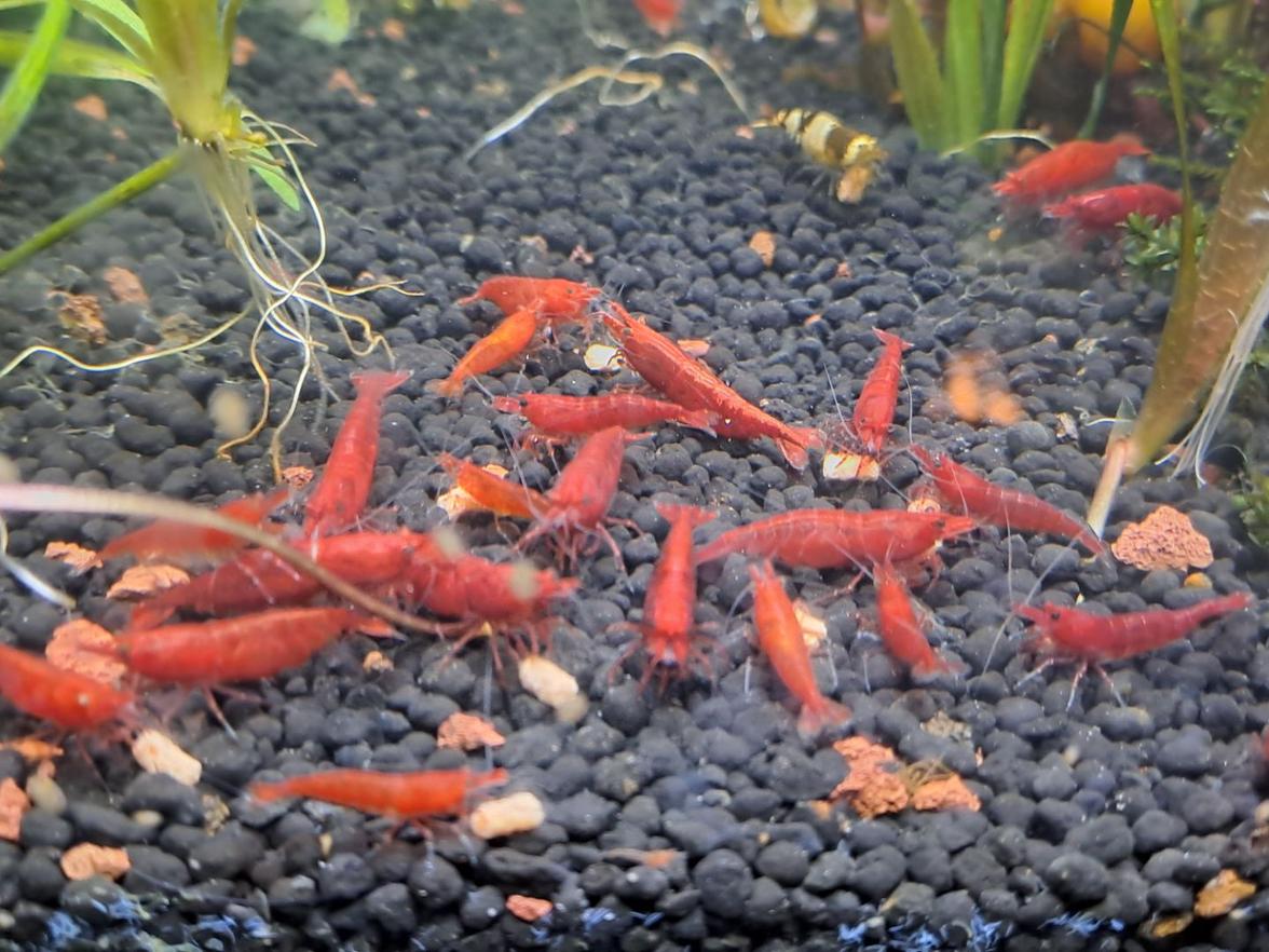 neocaridina bladdy marry 